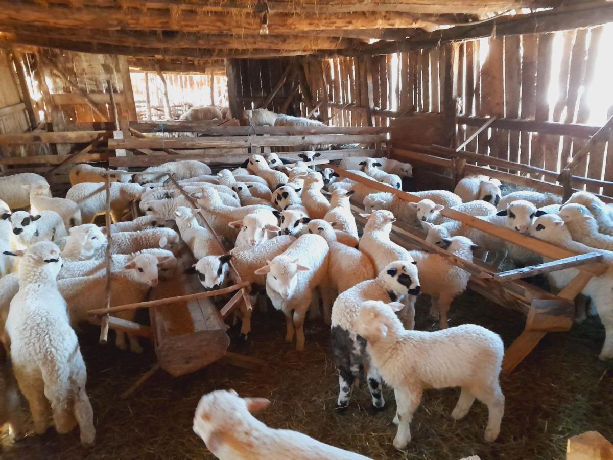 فيلا Casa De La Ferma Mariuca Berbesti المظهر الخارجي الصورة