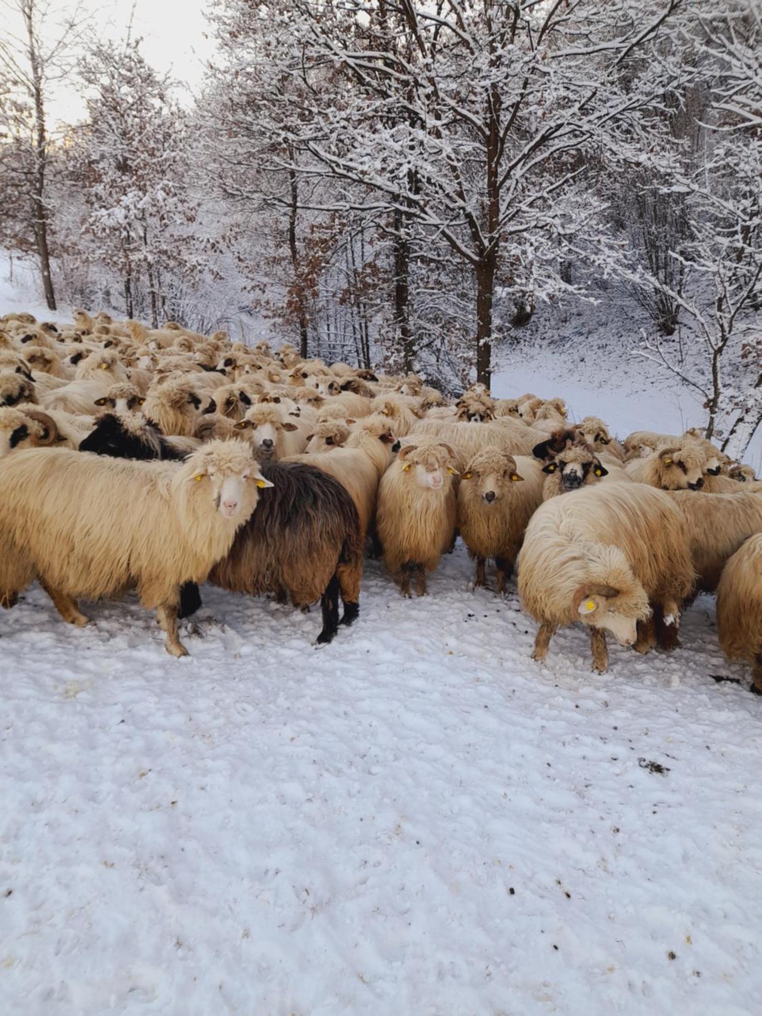 فيلا Casa De La Ferma Mariuca Berbesti المظهر الخارجي الصورة